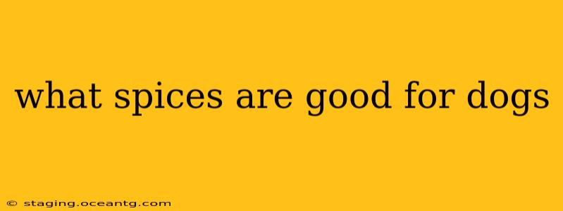 what spices are good for dogs