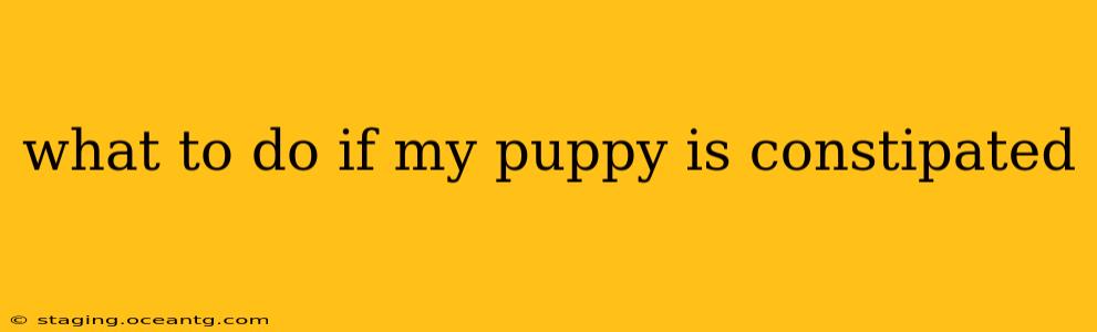 what to do if my puppy is constipated
