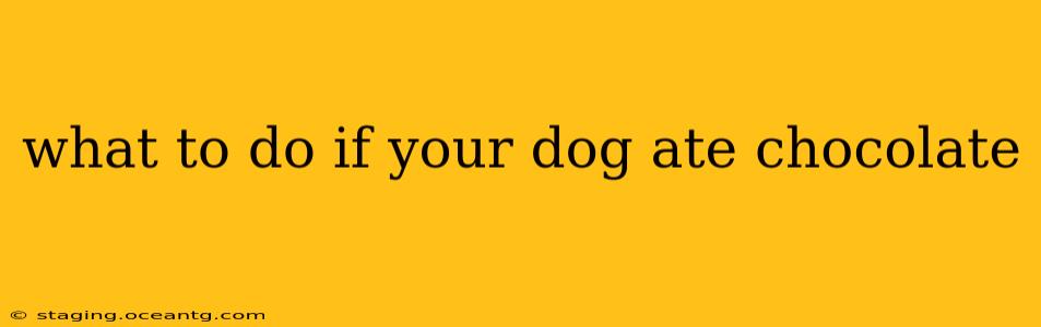 what to do if your dog ate chocolate