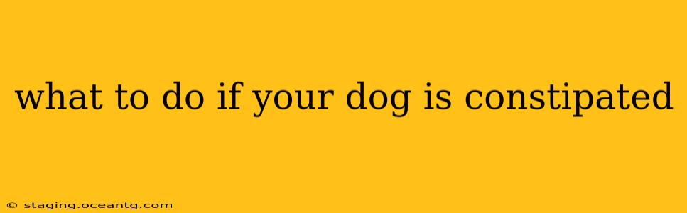what to do if your dog is constipated