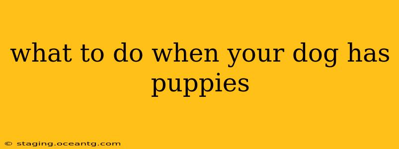 what to do when your dog has puppies