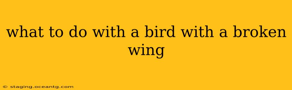 what to do with a bird with a broken wing