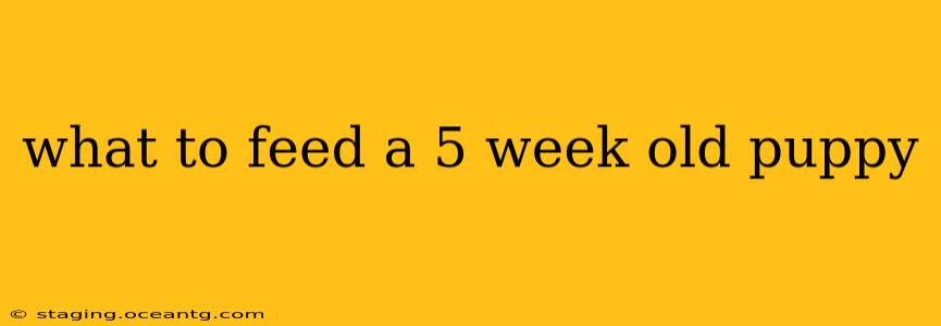 what to feed a 5 week old puppy