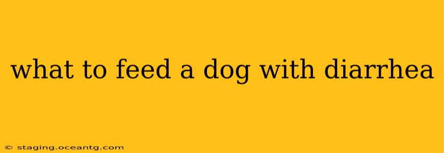 what to feed a dog with diarrhea