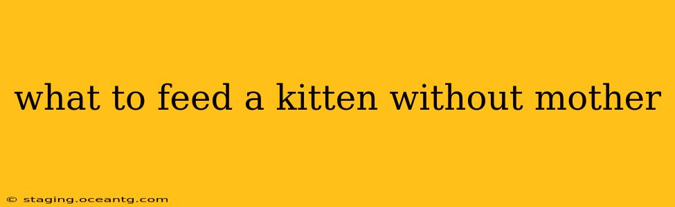 what to feed a kitten without mother