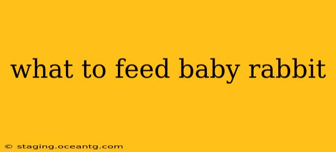 what to feed baby rabbit