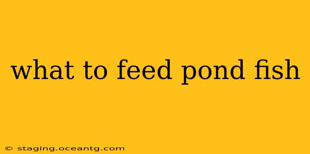 what to feed pond fish