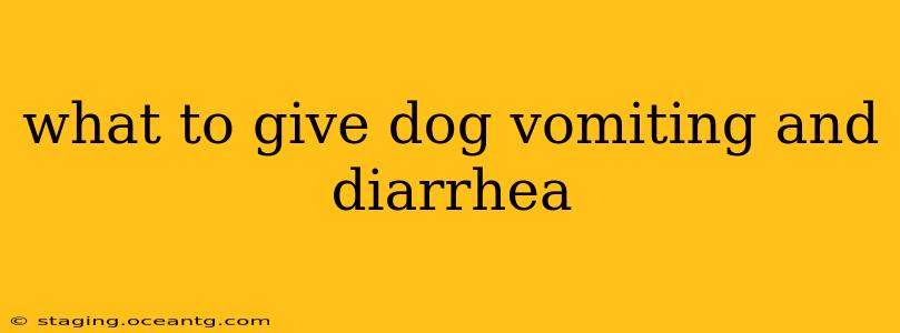 what to give dog vomiting and diarrhea