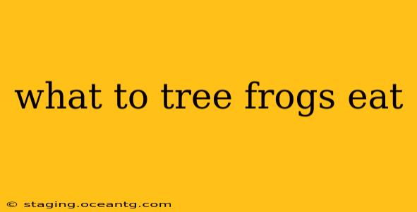 what to tree frogs eat