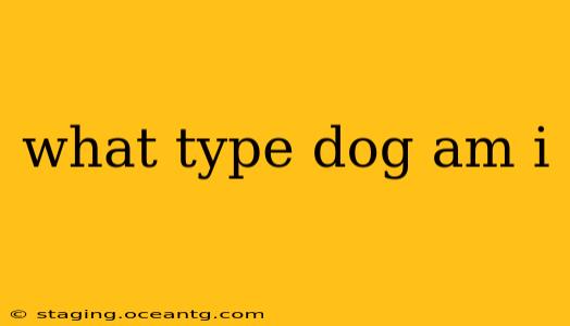 what type dog am i