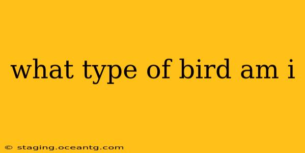 what type of bird am i