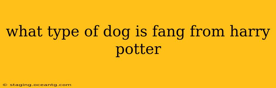 what type of dog is fang from harry potter