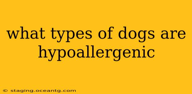 what types of dogs are hypoallergenic