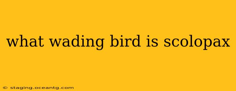 what wading bird is scolopax