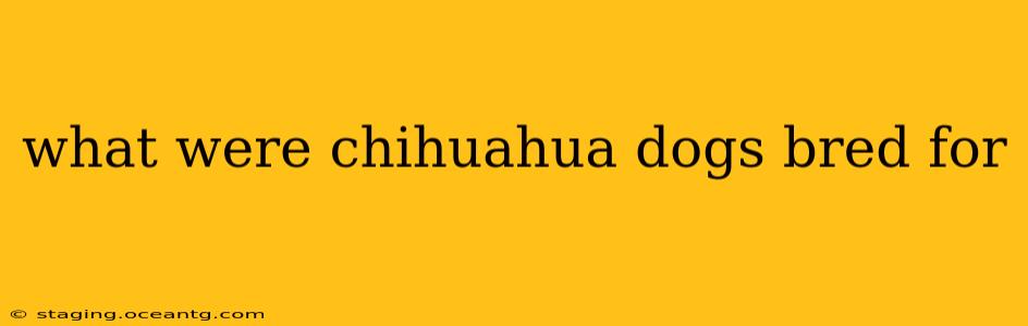 what were chihuahua dogs bred for
