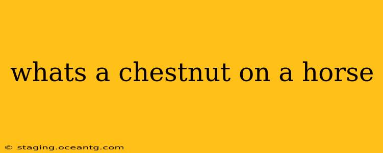 whats a chestnut on a horse