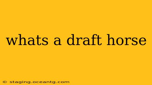 whats a draft horse