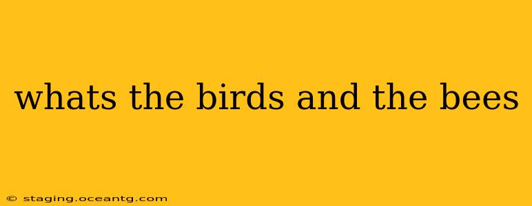 whats the birds and the bees