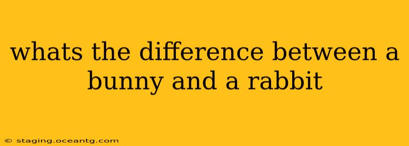 whats the difference between a bunny and a rabbit