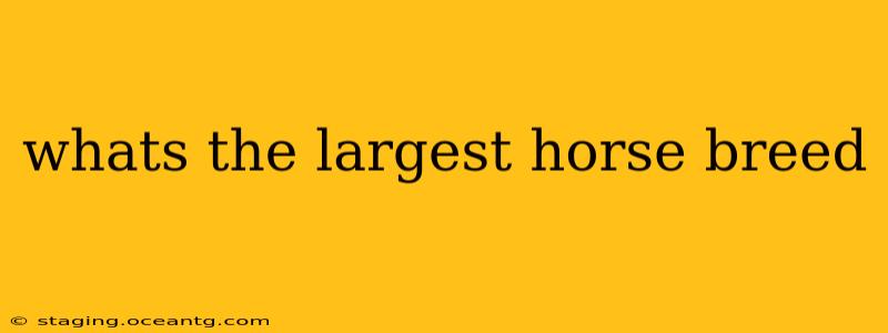 whats the largest horse breed