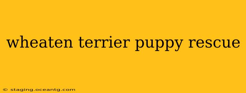 wheaten terrier puppy rescue