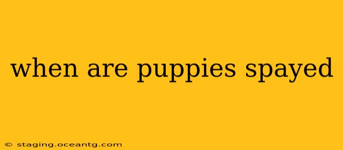 when are puppies spayed