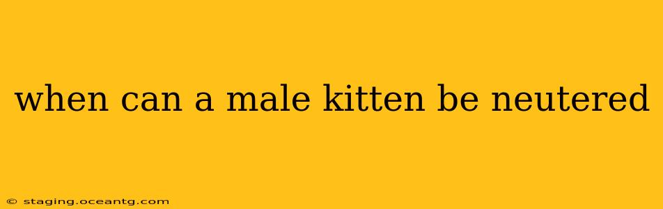 when can a male kitten be neutered