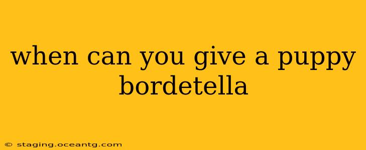 when can you give a puppy bordetella