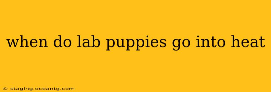 when do lab puppies go into heat
