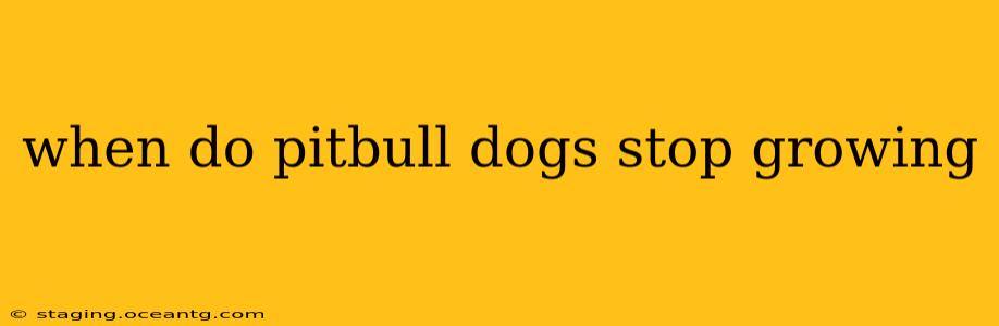 when do pitbull dogs stop growing