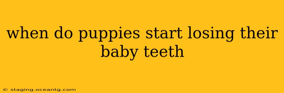 when do puppies start losing their baby teeth