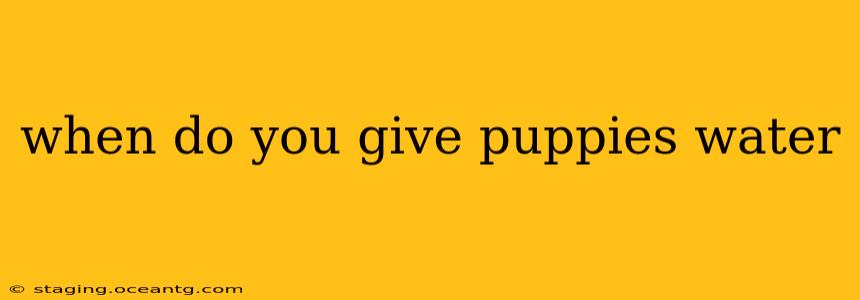 when do you give puppies water