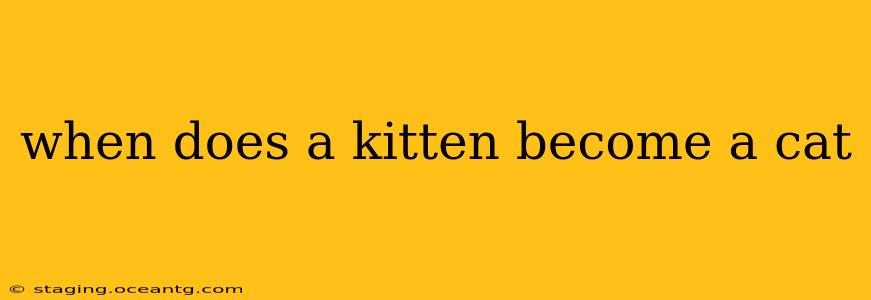 when does a kitten become a cat