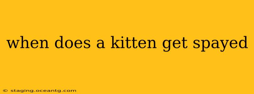 when does a kitten get spayed