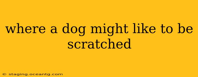 where a dog might like to be scratched