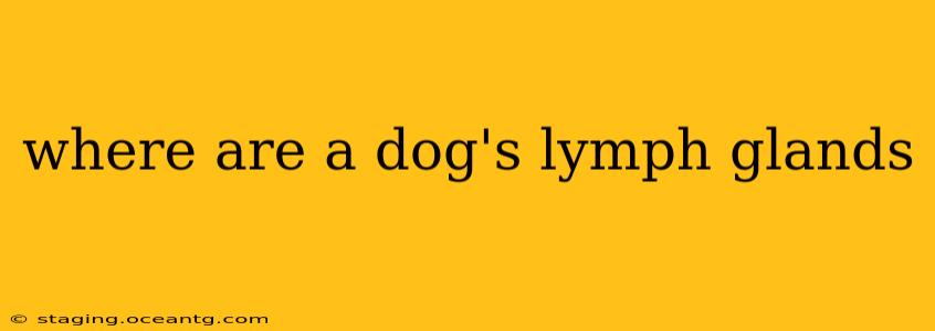 where are a dog's lymph glands