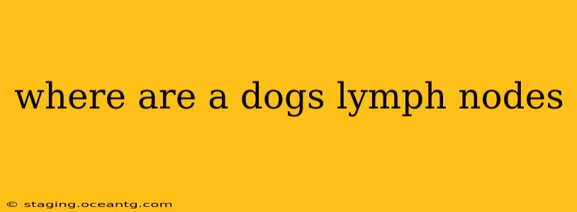 where are a dogs lymph nodes