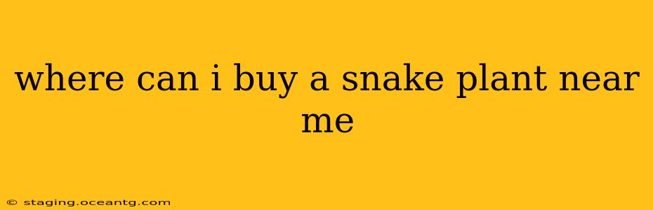 where can i buy a snake plant near me