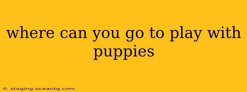 where can you go to play with puppies