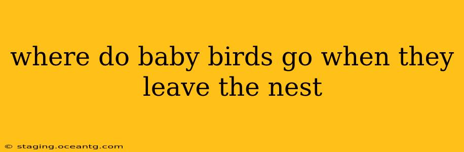 where do baby birds go when they leave the nest