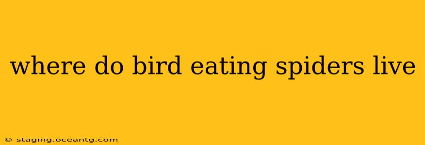 where do bird eating spiders live