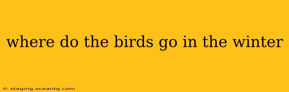 where do the birds go in the winter
