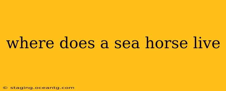 where does a sea horse live