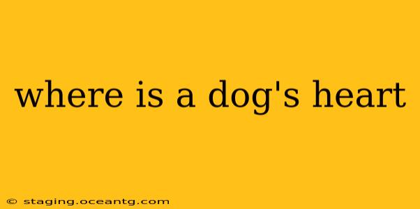 where is a dog's heart