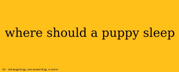 where should a puppy sleep