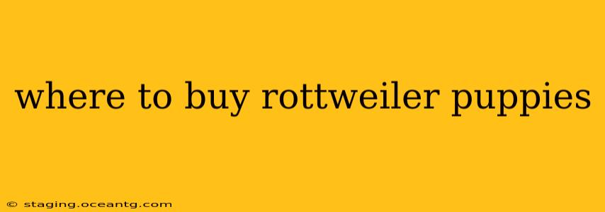 where to buy rottweiler puppies