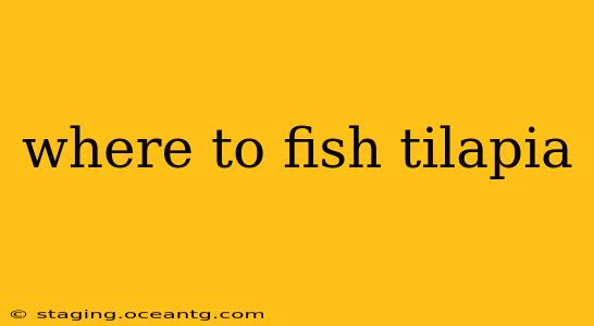 where to fish tilapia