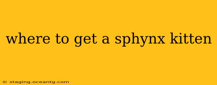 where to get a sphynx kitten