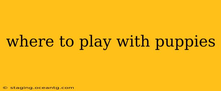 where to play with puppies