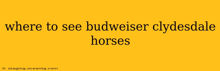 where to see budweiser clydesdale horses